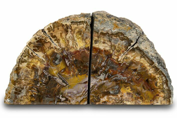 Tall Colorful Petrified Wood Bookends - Madagascar #303540